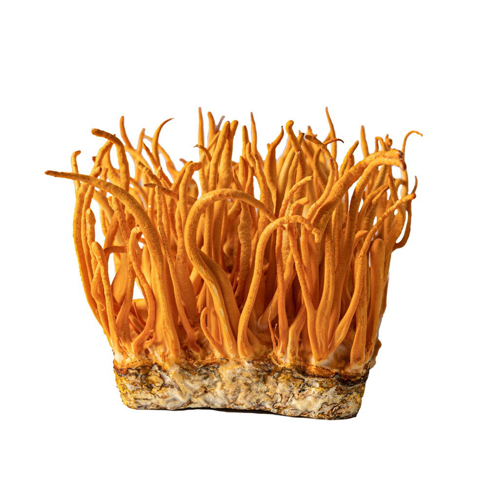 Đông trùng hạ thảo tươi (Loại Sinh khối) - Ảnh 3